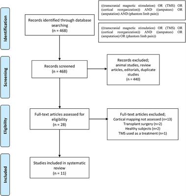 Motor Cortex Reorganization in Limb Amputation: A Systematic Review of TMS Motor Mapping Studies